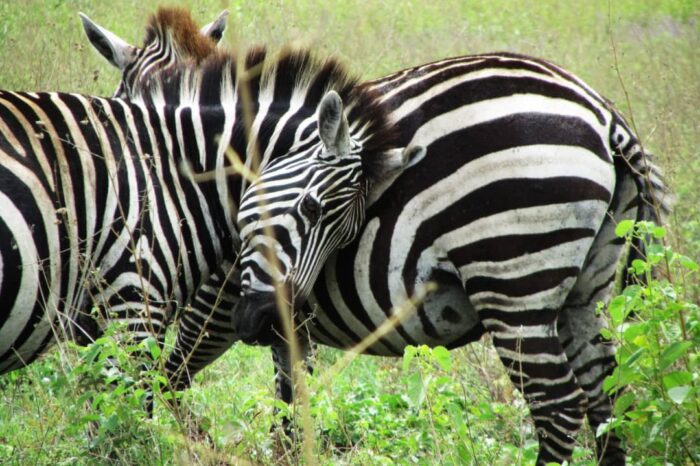 7 Days Ethiopian National Parks Tour